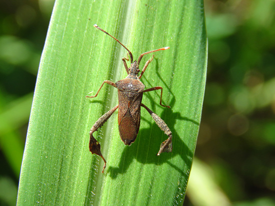 Leaf-footed bug