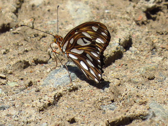 Espejitos