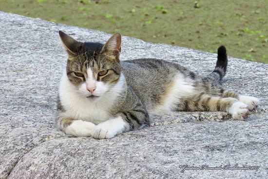 Gato