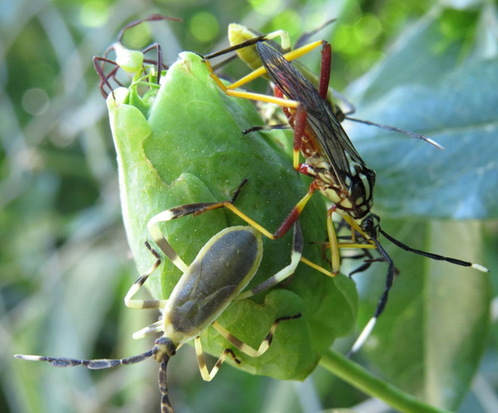 Leaf-footed bug