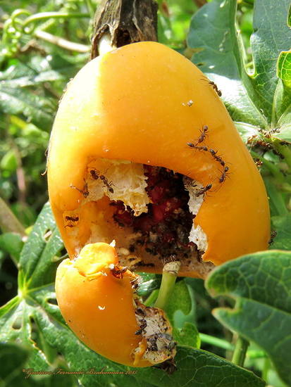 Ant