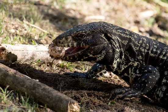 Lagarto overo