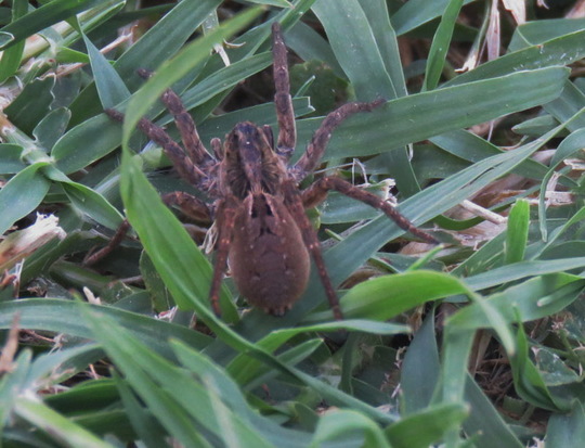 Wolf spider