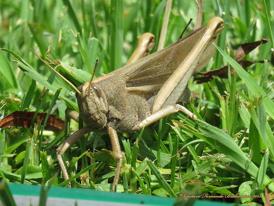 Langosta de líneas claras