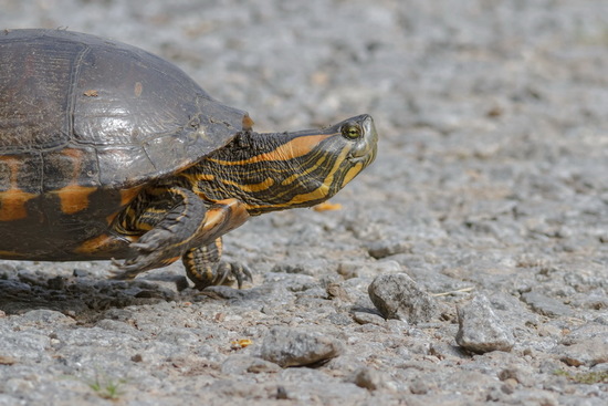 Tortuga pintada