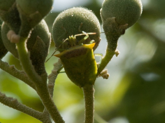 Tomato stink bug