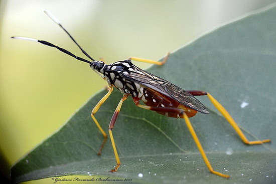 Leaf-footed bug