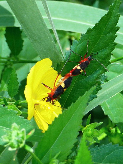 Red Bug