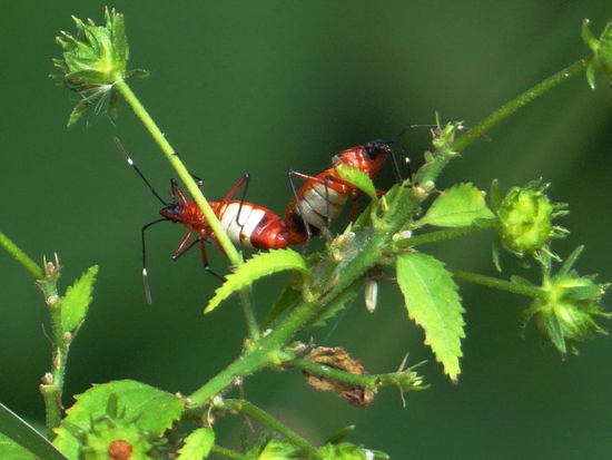 Red Bug
