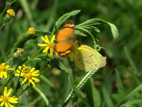 Common yellow