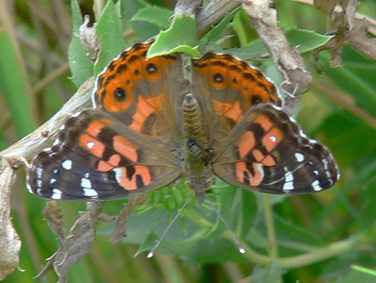 Southamerican lady