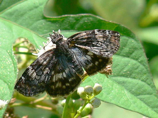 Emparchada