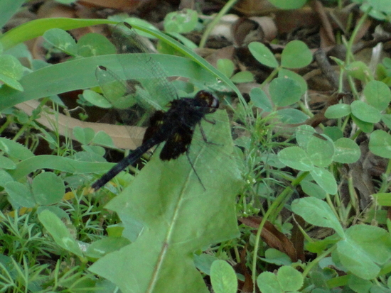 Dragonfly/Skimmers
