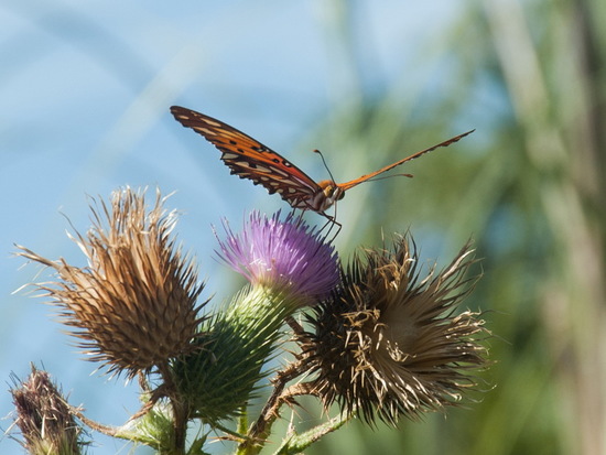 Gulf fritillary