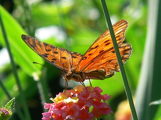 Gulf fritillary