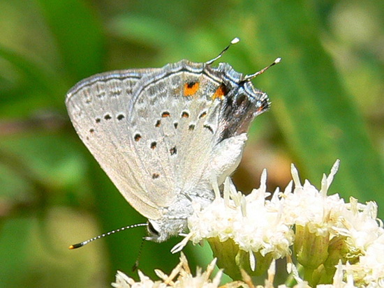Eurytulus scrub-hairstreak