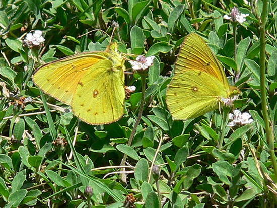 Lesbia sulphur