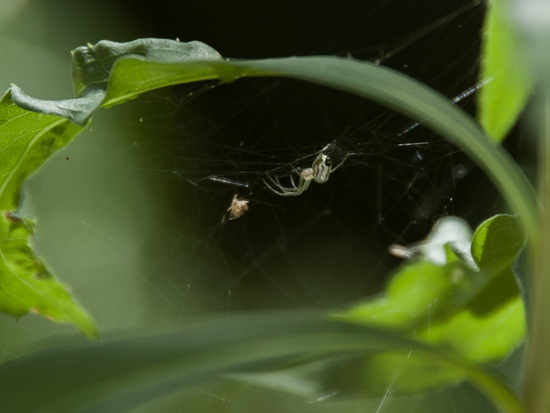 Long-jawed orbweaver