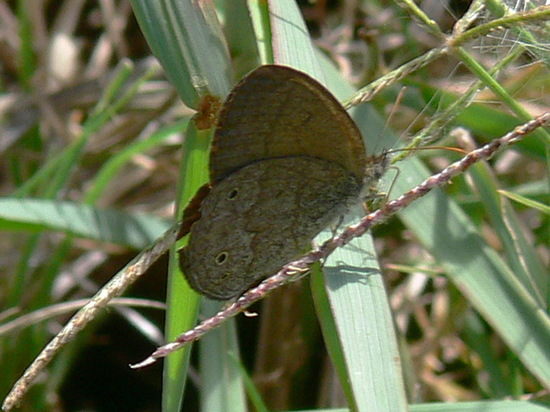 Marrón del Pastizal 