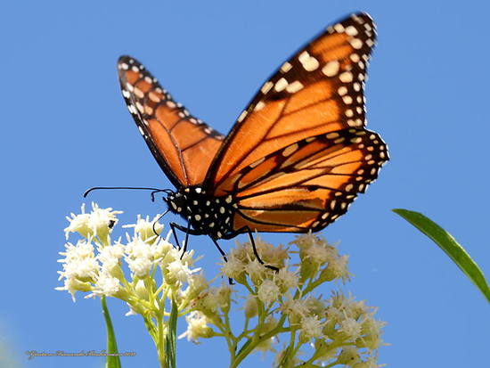Southern Monarch
