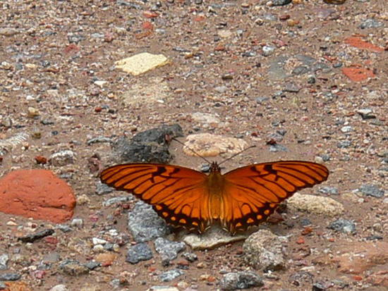 Mexican silverspot