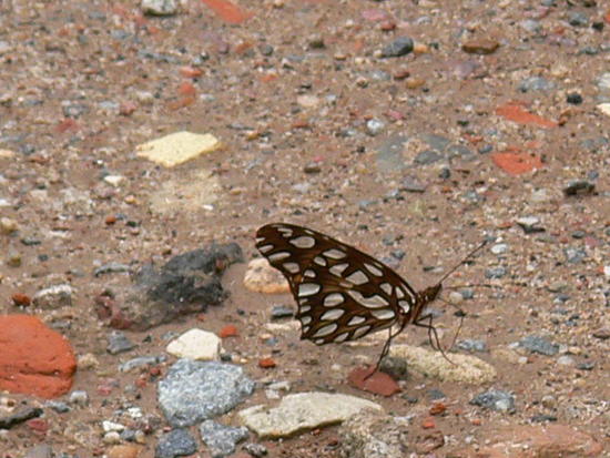 Mexican silverspot