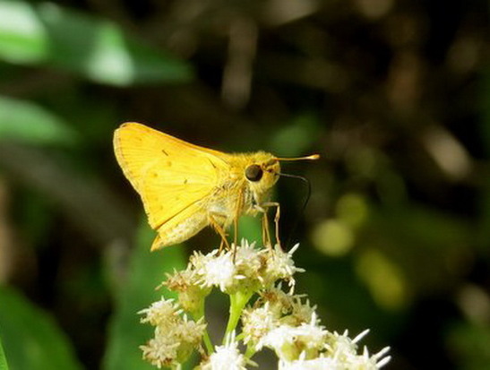 Saltarina amarilla