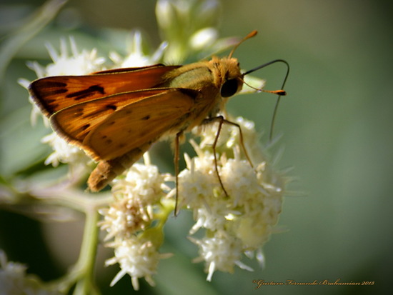 Fiery skipper