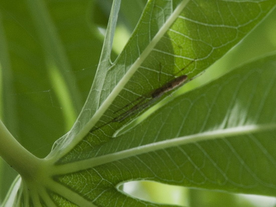 Longjawed orbweaver