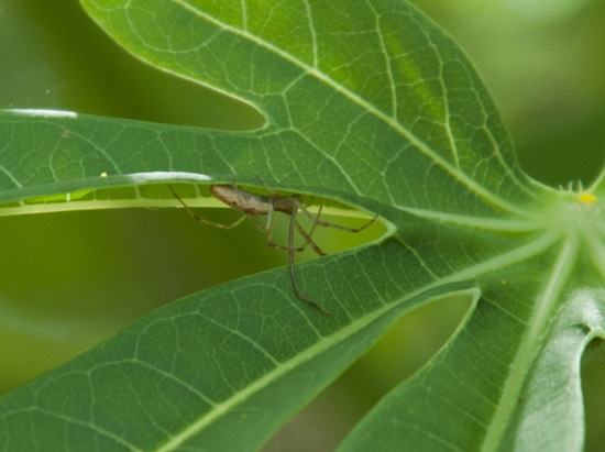 Longjawed orbweaver