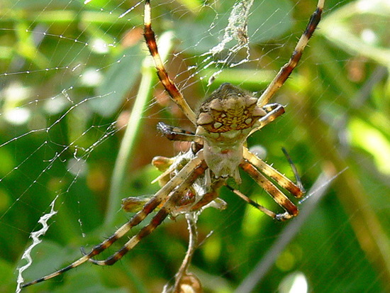 Silver argiope