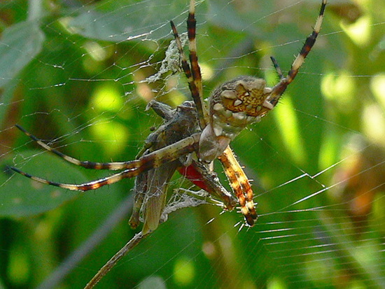 Silver argiope