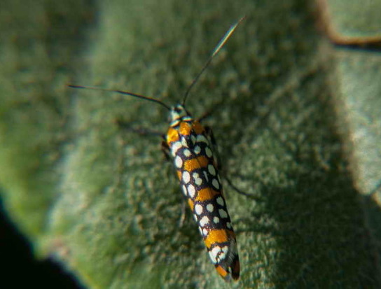 Oruga del Ailanthus