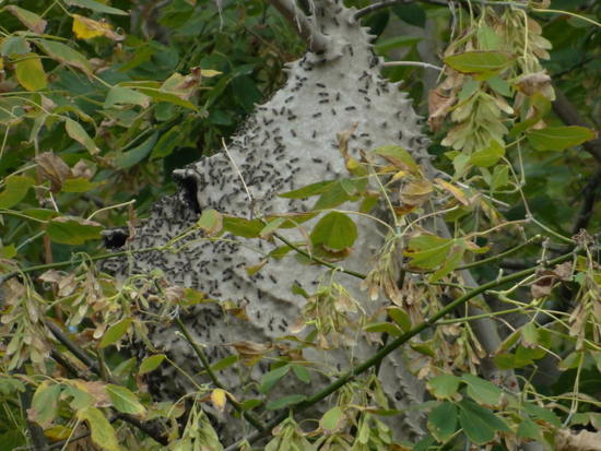 Camuatí