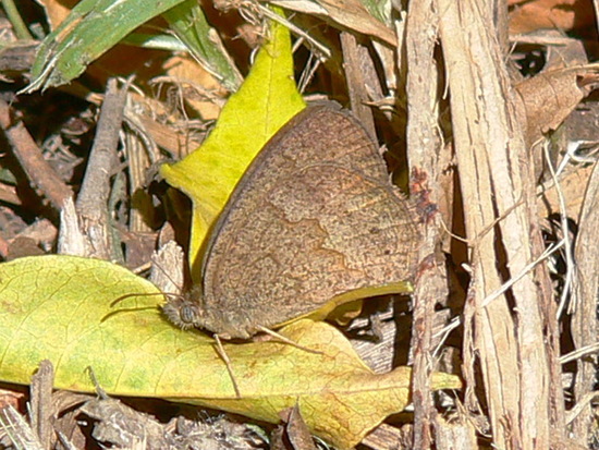 Marrón del Pastizal 