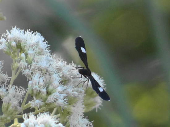 Polilla geométrida