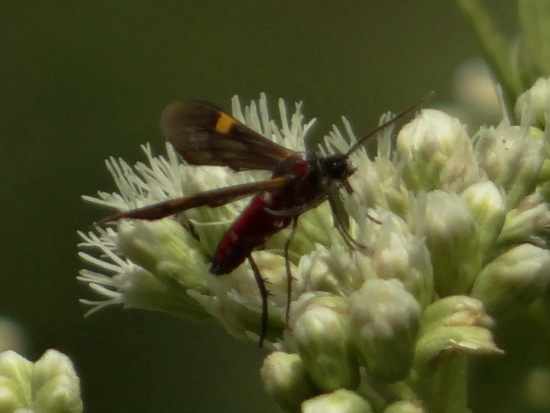Polilla tigre