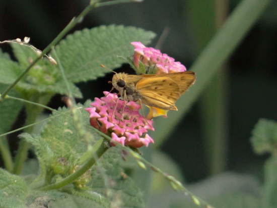 Saltarina amarilla