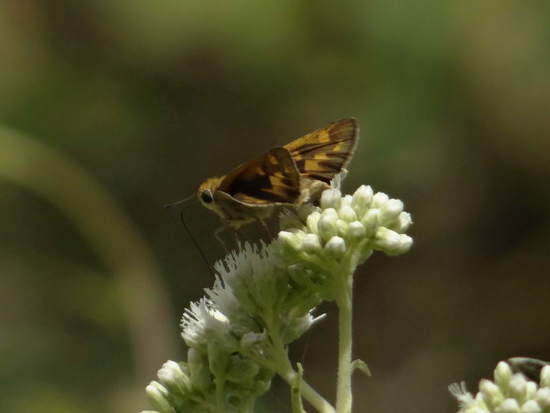 Saltarina amarilla