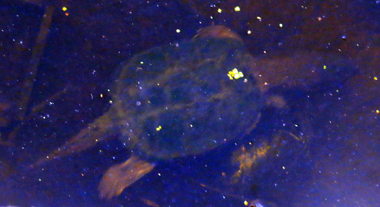 Tortuga mordedora