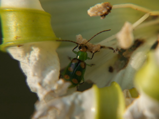 Cucurbit beetle
