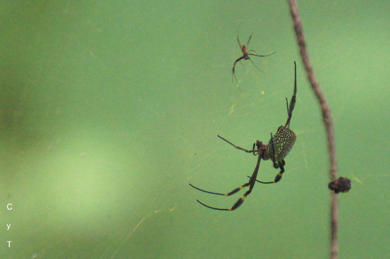 Araña de seda de oro