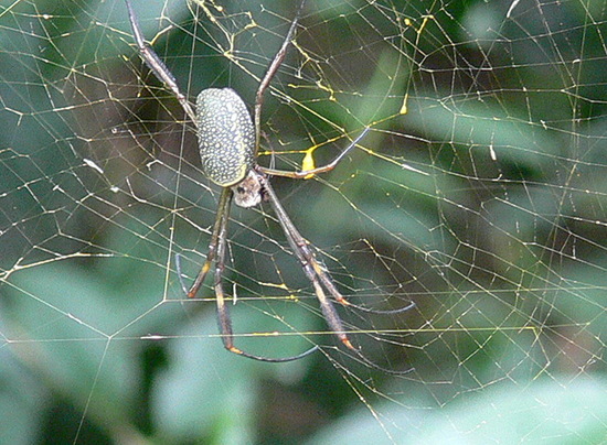 Araña de seda de oro
