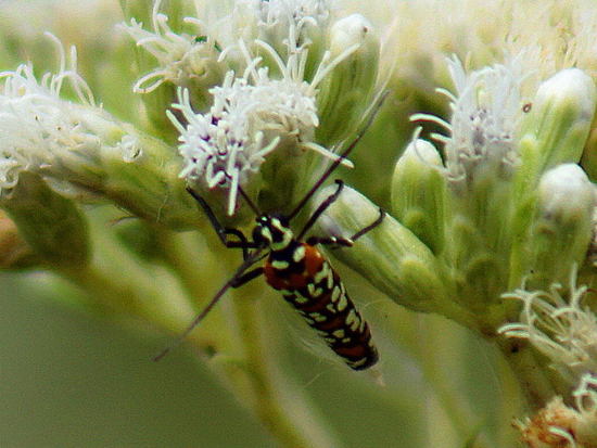 Oruga del Ailanthus