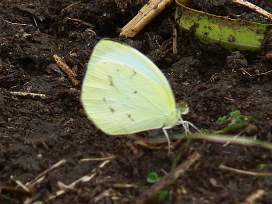 Blanquita