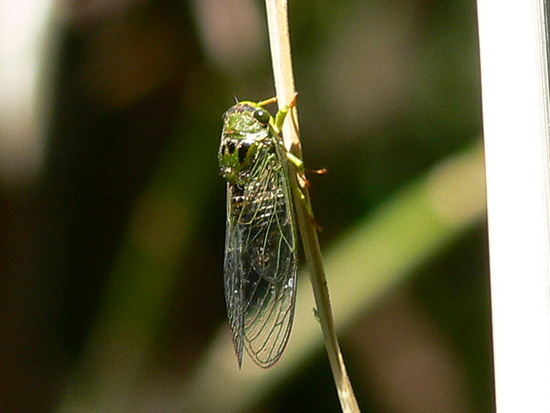 Cicada