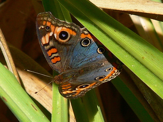 Cuatro ojos común 