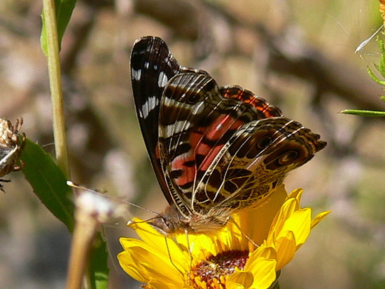 Dama pintada 