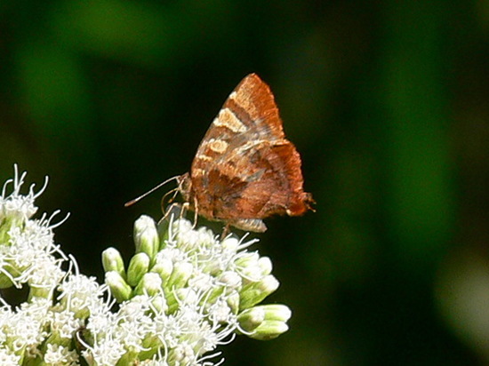 Élida