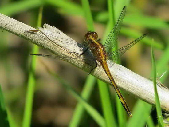 Dragonfly/Skimmers
